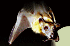 The Bat