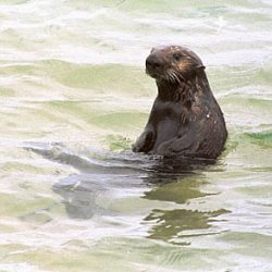 Heroic Otter