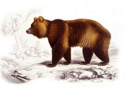 The Bear