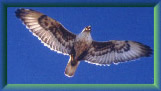 Oh, look, an eagle